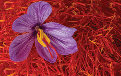 SAFFRON – “THẦN DƯỢC” CHO SẮC ĐẸP