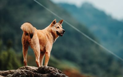 CON CHÓ NHÀ NGHÈO, ĐẾN THỞ CŨNG SAI